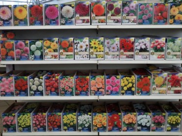 Bulbes d'été