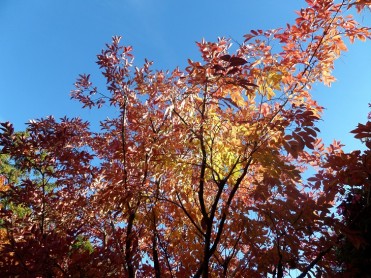 arbres parking automne