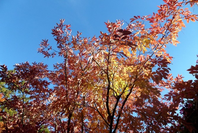 arbres parking automne
