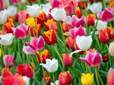 tulipes