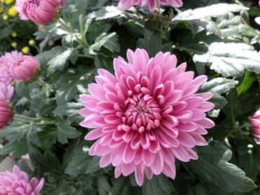 Chrysanthème 2018 02