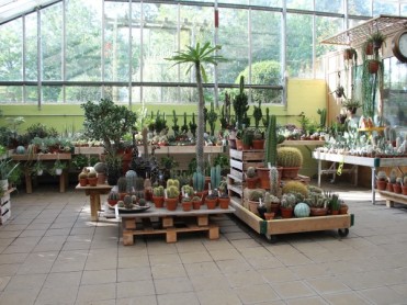cactus 09