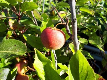 Fruitier miniature 2020-03