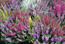Calluna 2020-02