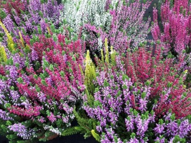 Calluna 2020-02