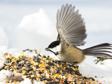 oiseau graines