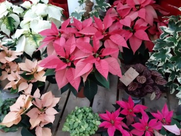 poinsettia 2021-03