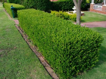 Buxus sempervirens 02