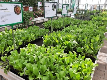 salades d'hiver 2021-02