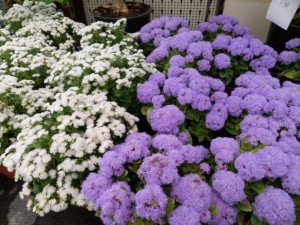 ageratum