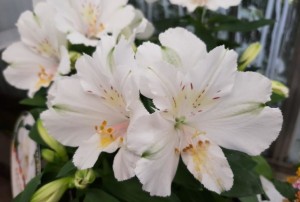 Alstromeria
