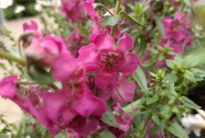 Angelonia 2021-01