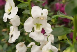 Angelonia 2021-02