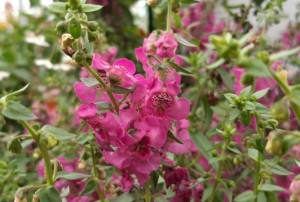 Angelonia 2021-03