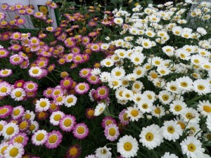 anthemis