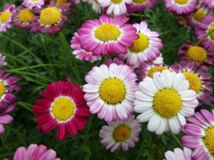 anthemis