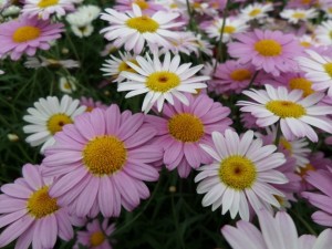 anthemis