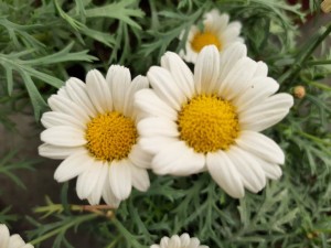 Anthemis 2021-01