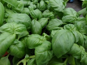 basilic