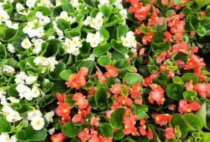 Begonia 2021-02