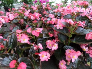 begonia dragon