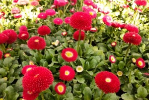Bellis 15.03.22-01