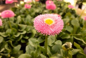 Bellis 15.03.22-02