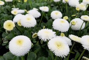 Bellis 15.03.22 - 03