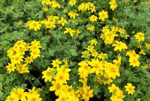 Bidens 2021-01
