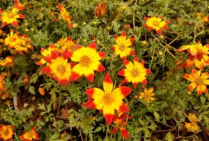 Bidens 2021-02