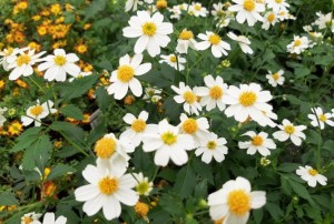 Bidens 2021-03