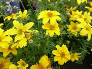bidens