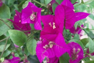 Bougainviler 2021-02