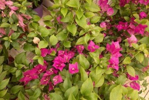 Bougainvilier 2021-01
