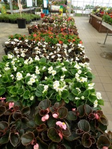 begonia