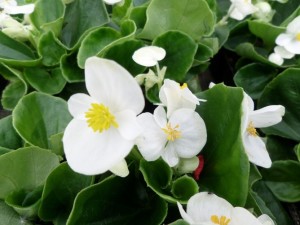 begonia