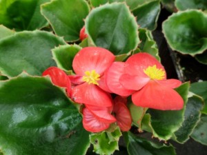begonia