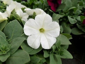 begonia