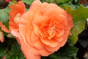 Bégonia double 2021-02