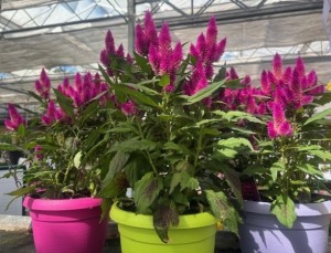 Celosia