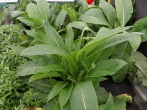 consoude officinale