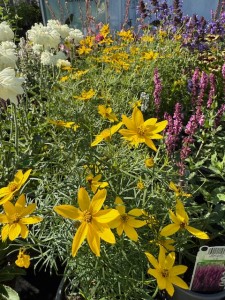 Coreopsis