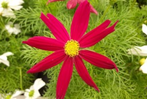 Cosmos 2021-01