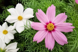 Cosmos 2021-02