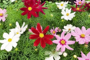 Cosmos 2021-03