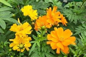 Cosmos nain 2021-02
