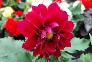 Dahlia 2021-01
