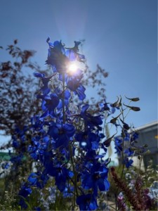 Delphinium 2
