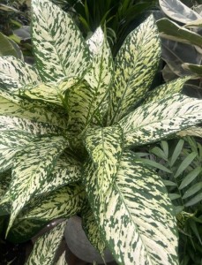 Dieffenbachia