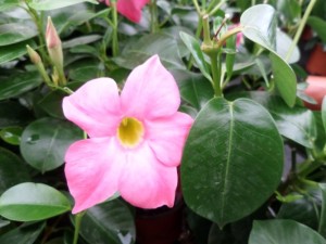 dipladenia